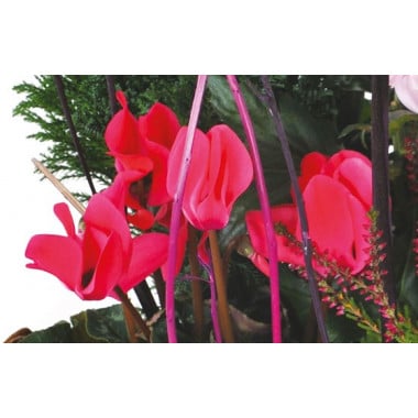 L'Agitateur Floral | vue sur des cyclamens rouge