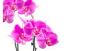 macro sur l'Orchidée Double Branche Rose Mauve