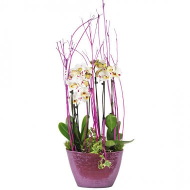 L'Agitateur Floral | image sur la coupe d'orchidée blanches à coeurs rose