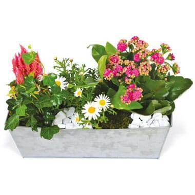 L'Agitateur Floral | image de la lardinière de plantes roses & blanches Calypso