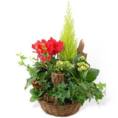 Image de fleur Coupe de plantes vertes & rouges Rêve Floral