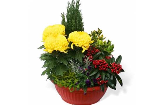 Coupe de plantes jaunes & rouges  Livraison fleurs en cimetière
