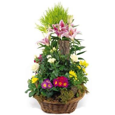 L'Agitateur Floral | image de la coupe de plantes symphonie