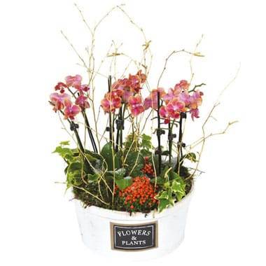 L'Agitateur Floral | image de la coupe de plantes lierres et orchidées Miss Eglandine