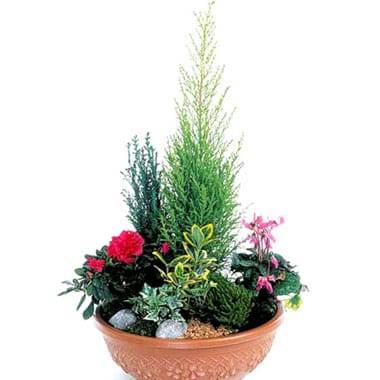 L'Agitateur Floral | image de la coupe de plantes fuchsia & rouge Jardin d'Eden