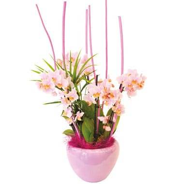 L'Agitateur Floral | image de la Coupe de minis Orchidées Sweety