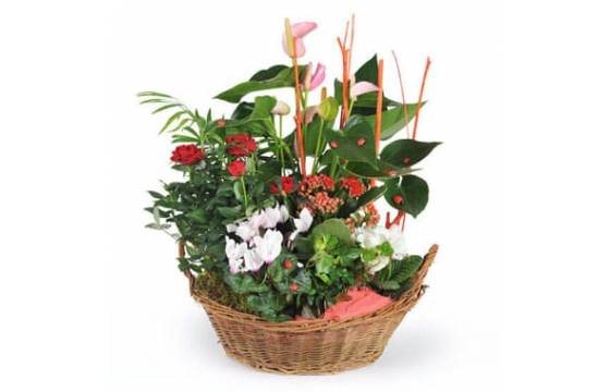 Coupe de plantes vertes et fleuries d'intérieur La Corbeille