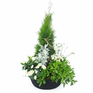 Image de fleur Grand assemblage de plantes blanches Caelum