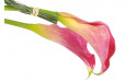 image des callas roses de la composition florale