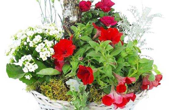 Zoom image de la Coupe de plantes rouges & blanches "Rubrum" | L'Agitateur Floral