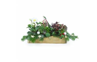 Image de Assemblage de plantes Noël " Sucre d'Orge"|L'Agitateur Floral