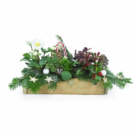 Image de Assemblage de plantes Noël " Sucre d'Orge"|L'Agitateur Floral