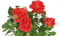 zoom sur les roses rouges du rosier