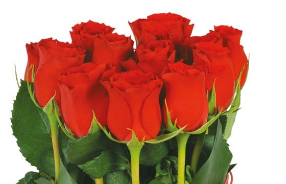 L'Agitateur Floral | vue sur les roses rouges
