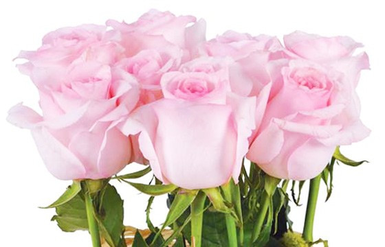 Fagot de roses roses | livraison à domicile composition de roses -  L'agitateur floral