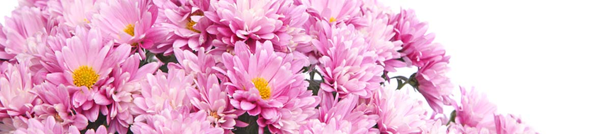 quelles fleurs offrir en amour : chrysanthèmes roses