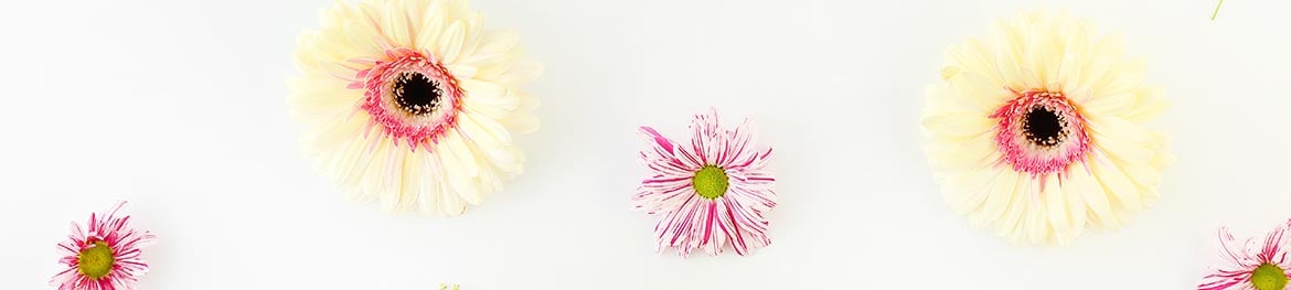 quelles fleurs offrir en amour : gerberas